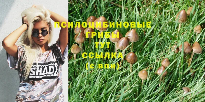 Псилоцибиновые грибы MAGIC MUSHROOMS  сколько стоит  Фёдоровский 